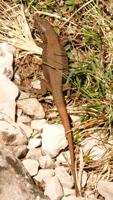 Podarcis muralis